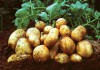 Ранний картофель, урожай 2019 год