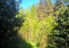Фото Участок 15 соток у хвойного леса в Печорском районе