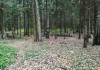 Фото Продаю лесной участок 35 соток, Мытищинский район, д.Новоалександрово