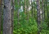 Фото Интересный участок 25 соток ИЖС на лесной поляне под Псковом