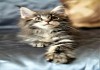 Фото Клубный котенок Мейн Кун