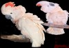 Попугай молуккский какаду