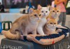 Фото Продажа породистых котят на выставках