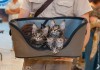 Фото Продажа породистых котят на выставках