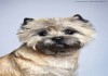 Фото Ручаюсь за качество стрижки, тримминга собаки.