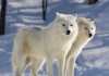Фото Купить Белых Полярных волков можно у нас