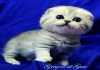 Фото Вислоухий плюшевый серебристый клубный котик