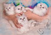 Фото Продажа шотлатдских котят - питомник Snow Dance