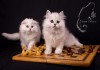 Фото Продажа шотлатдских котят - питомник Snow Dance