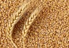 Фото Семена пшеницы озимой оптом