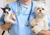 Фото Ветеринарные услуги для кошек и собак