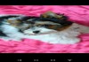 Фото Продаются высокопородные щенки Бивер терьер