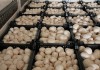 Фото Продаем грибы оптом в Краснодаре, грибы оптом Краснодарский край