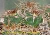 Фото Сеянцы от моих коллекционных растений от Kohres, Horst Kuenzler, Uhlig.