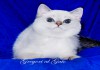 Фото Британская шиншилла котик Кай фиалковые глазки