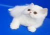 Фото Персидский котенок окрас белый Фарис