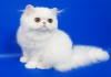 Фото Персидский котенок окрас белый Фарис