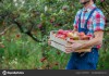 Рабочий на сбор яблок
