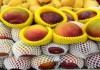 Фото Машина по производству упаковочных сеток для защиты фруктов