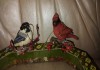 Фото Игрушки для ёлки «Птички на ветке» Kurt C. Adler (изг. США)