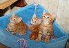 Британские котята рыжие табби полосатые, продажа котят из питомника Москва