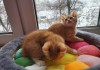 Фото Британские котята рыжие табби полосатые, продажа котят из питомника Москва