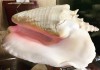 Фото Морские раковины, кораллы, морские коньки, коллекции крабов в раме