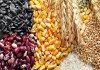 Фото Пшеница, ячмень, кукуруза, нут, чечевица, фасоль