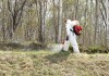 Фото Клещи обработать участок Можайск. обработка от комаров на даче организация