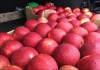 Яблоки оптом напрямую от Крымского производителя.
