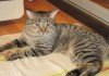 Фото Передержка кошек в домашних условиях