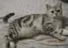 Фото Передержка кошек в домашних условиях
