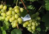Cаженцы винограда 12-ти сортов в контейнерах