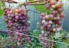 Фото Cаженцы винограда 12-ти сортов в контейнерах