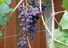 Фото Cаженцы винограда 12-ти сортов в контейнерах