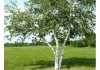 Фото Плодовые деревья и крупномеры