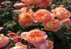 Фото Саженцы роз напрямую из питомника
