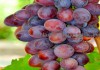 Фото Саженцы винограда в горшках и с землей