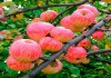 Фото Саженцы и крупномеры плодовых деревьев