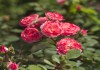 Фото Саженцы роз в горшках с землей