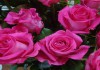 Фото Саженцы роз в горшках с землей
