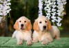 Фото Продаются 2 щенка (девочки) золотистого ретривера