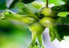 Фото Саженцы фундука из питомника растений Арбор