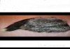 Фото Шапка женская новая мех чернобурка хвост меховая разное 44 46 м регулируется внутри лента производст