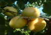 Фото Саженцы плодовых деревьев на весну с доставкой и посадкой