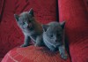 Фото Продам котят русской голубой кошки.