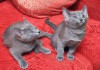 Фото Продам котят русской голубой кошки.