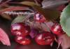 Фото Саженцы яблони купить из питомника с доставкой по Москве и Подмосковье