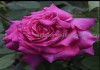Фото Саженцы роз из питомника с доставкой по Москве, розы в горшках