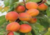 Фото Саженцы абрикосов из питомника с доставкой, каталог с низкими ценами в интернет магазине